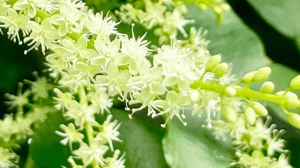 おかわかめの花